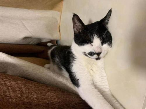 娱乐吃瓜酱男朋友不如猫,揭秘娱乐圈中的“喵星人”魅力  第1张